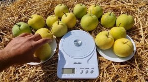 Груша Тембо Ли / Серия Китайских груш Наши