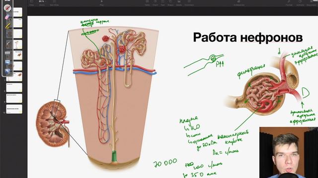 6.98. Строение нефрона | Анатомия к ЕГЭ | Георгий Мишуровский