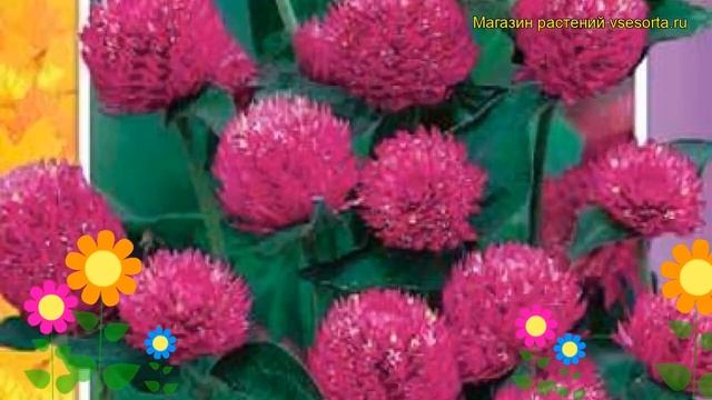 Гомфрена пурпурная Высокая пурпурная. Краткий обзор, описание Gomphrena Globosa Vysokaya Purpurnaya