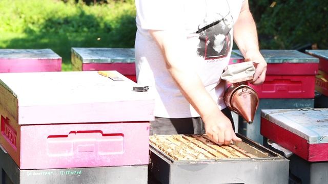 Как сеют матки Buckfast VIV 59\300 осенью 2021 года смотреть онлайн