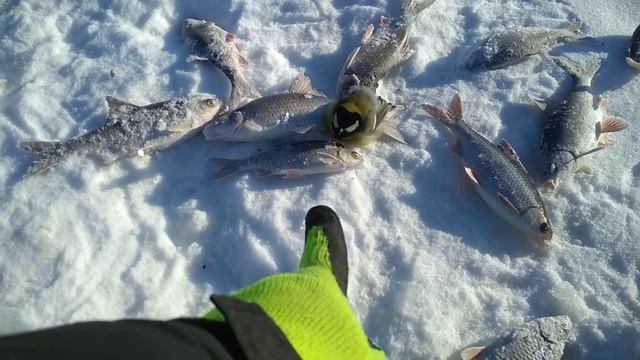 Рыбинка, река сить -25с' смотреть онлайн