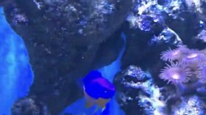 Часть 10 | Новички в аквариуме | Покровная сетка на магнитах