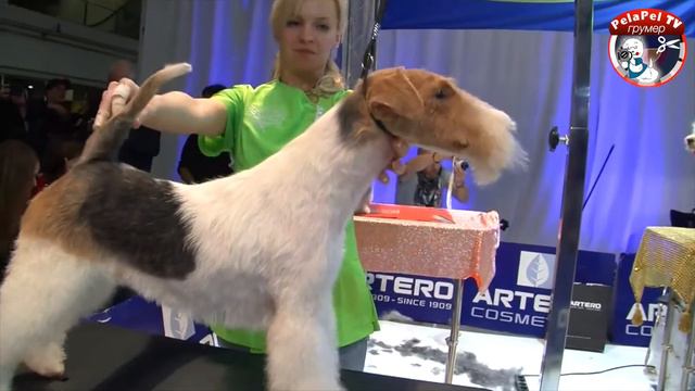 Анна Бардышева в международном чемпионате по грумингу смотреть онлайн