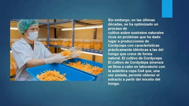 PRODUCTOS VIDEO No. 3 CORDYCEPS SINEMSIS Beneficios смотреть онлайн