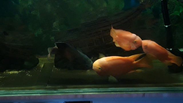 Астрик и Попугай целуются смотреть онлайн