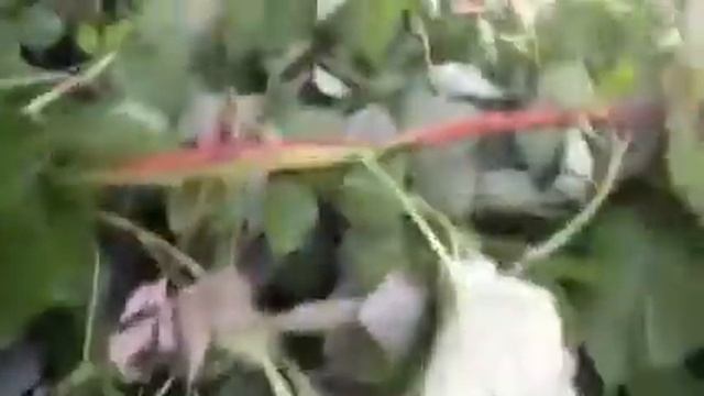 Лес в машине смотреть онлайн