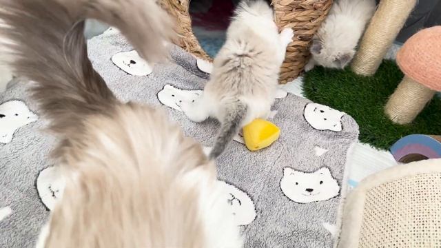 Ragdoll Kittens 5 Weeks Old ? Cute Teddy Kittens Playing смотреть онлайн