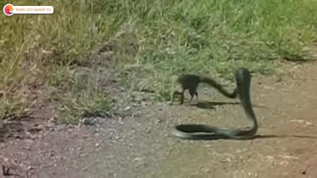 Мангуст великий страх кобры