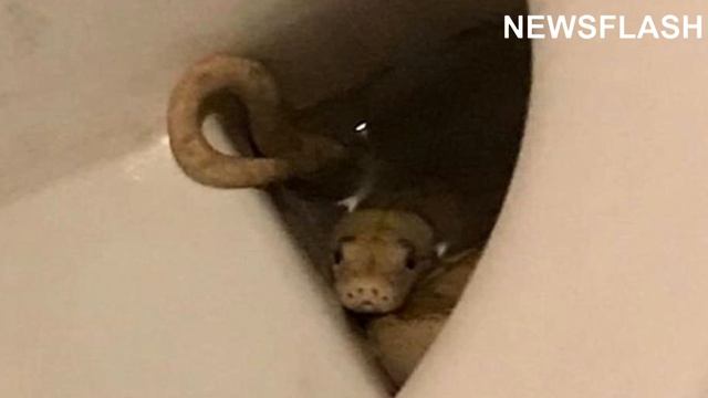 Python That Bit OAP On Toilet Can Stay With Owner смотреть онлайн