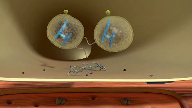 Ксеомин, механизм действия