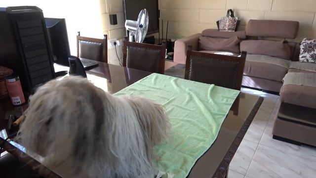 Груминг в домашних условиях | Жизнь с ши тцу :) смотреть онлайн