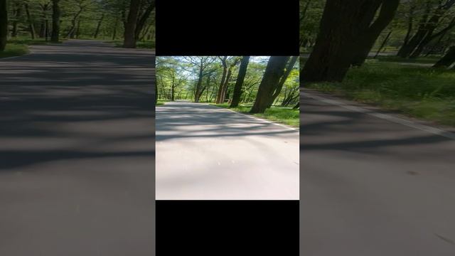 Лыжироллеры