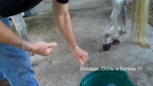 Как почистить крайнюю плоть у ЖЕРЕБЦА или конно - мужская гигиена :)