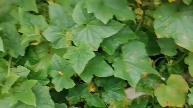 КАБАЧКОВАЯ ИКРА, ЗАКРУТКИ НА ЗИМУ смотреть онлайн