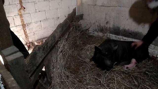 Роды вьетнамской свиньи. Как принимать поросят. смотреть онлайн