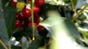 Саженцы вишни Призвание