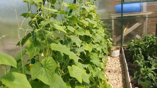 Just a small vid of what is going around our small dacha "farm" house outside of moscow смотреть онлайн