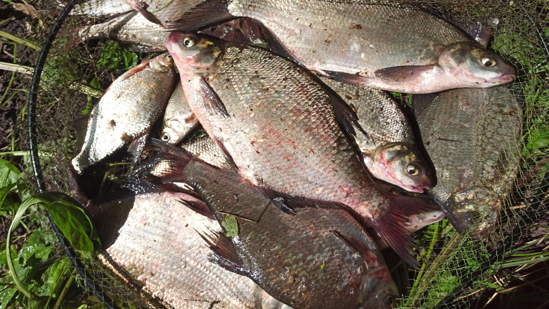 Рыбалка на фидер на реке 2023. Ловля подлещика. Поклёвки крупным планом! смотреть онлайн