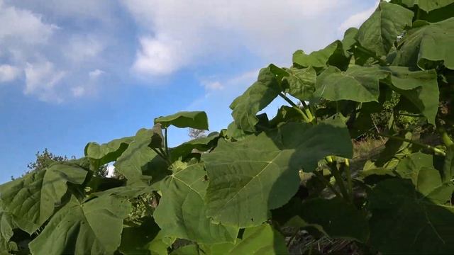 Павловния, Драконовое дерево Состояние на 5 авуста смотреть онлайн