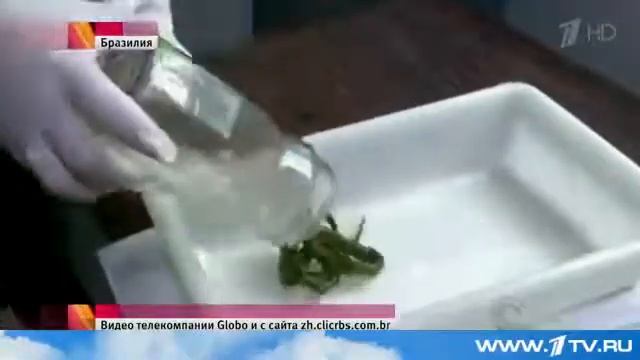 мальчик укусил змею смотреть онлайн