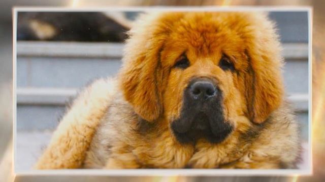 Тибетский Мастиф, обзор породы собак, плюсы и минусы породы Tibetan Mastiff