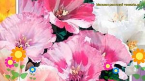 Годеция крупноцветковая Монарх. Краткий обзор, описание характеристик godetia grandiflora Monarkh