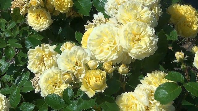 Роза Анна Дюперей