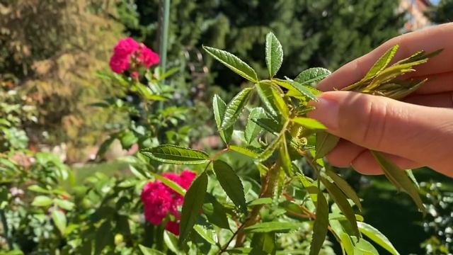 БАЗАЛЬНЫЕ ЖИРУЮЩИЕ ПОБЕГИ РОЗ ЕСЛИ НЕ БУДУТ ЦВЕСТИ В ВАШЕМ САДУ. ЧТО ДЕЛАТЬ? смотреть онлайн