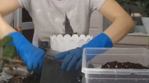 ПЕРЕСАДКА БУГЕНВИЛИИ/ КАКОЙ ГОРШОК ВЫБРАТЬ?