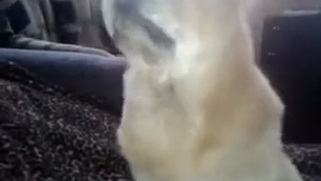 Тави мама учит лаять!!!(Чау-Чау) смотреть онлайн