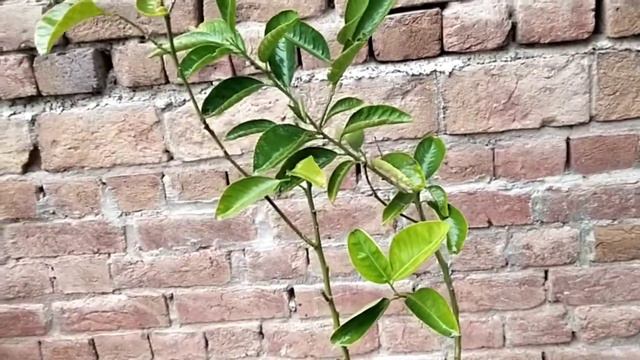 how to grow sweet lemon 🍋 /mithay ka poda pot men grow karne ka tarika in Urdu hindi смотреть онлайн