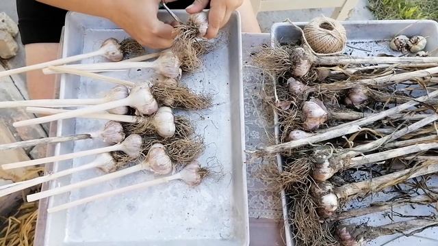 ?ЭКСПЕРИМЕНТ! ЧЕСНОК ВЫРОС САМОСТОЯТЕЛЬНО.? смотреть онлайн