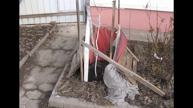 Дар Софиевки . Зимовка в 5а зоне, на грани предела температур. смотреть онлайн