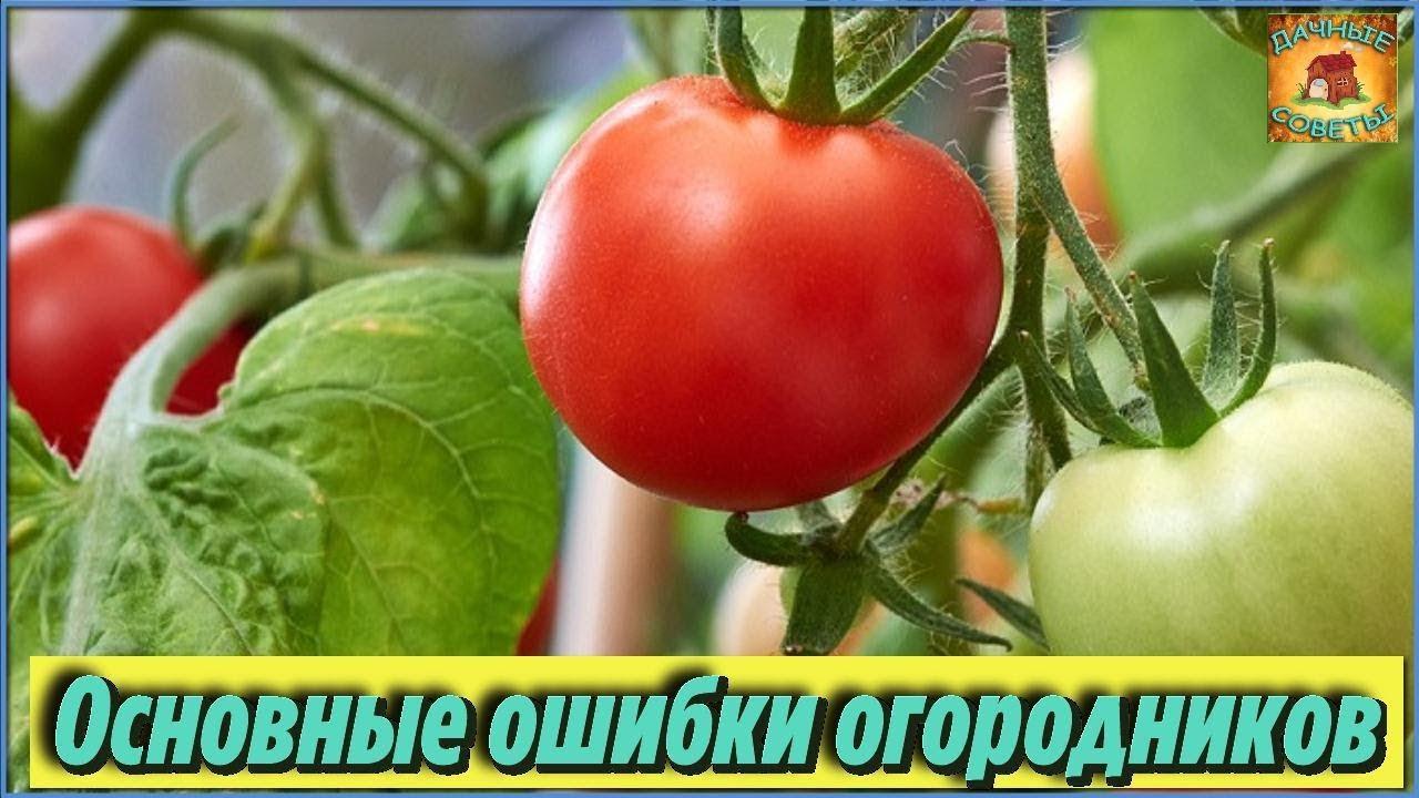 УРОЖАЯ НЕ ЖДИТЕ если посадите РАССАДУ ПОМИДОРОВ в феврале ПРОВЕРЕННО на своем опыте Дачные советы смотреть онлайн