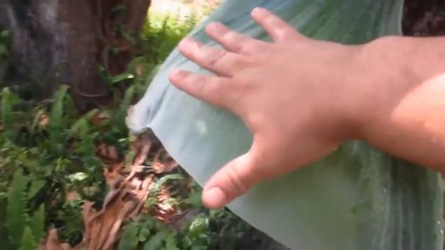 ФЛОРАНЕФАУНА №11 смотреть онлайн