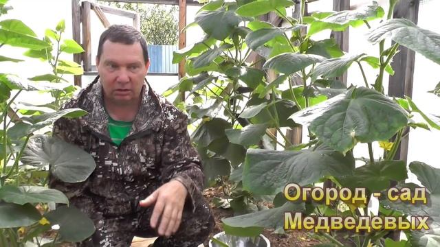 Огурцы «на вес золота» смотреть онлайн