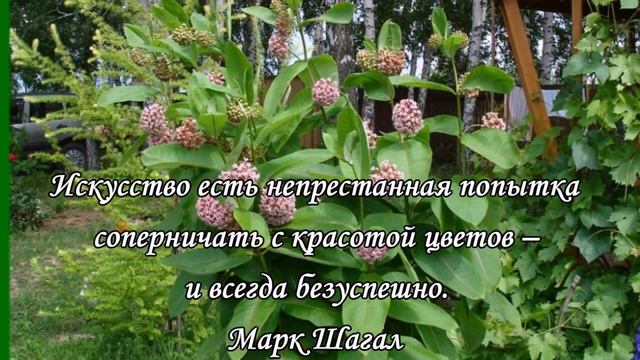 ВАТОЧНИК. ОЧАРОВАТЕЛЬНЫЙ АГРЕССОР ЦВЕТЫ В САДУ смотреть онлайн