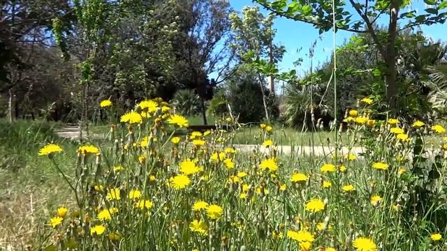 Запад гаснет в дали бледно розовой. Алексей Толстой (слушать стихи) смотреть онлайн