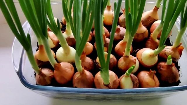 Как вырастить лук на перо за 8 дней!.Готовлю салат из лука.???? смотреть онлайн