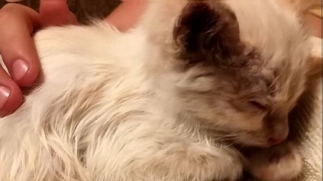 Котенка выбросили из машины и кроха остался один посреди поля…