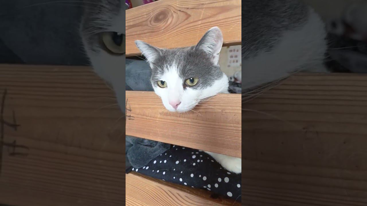 Какие продукты запретили?#котики #лайк #мурзик #питомец #кот #котик #колбаса #сосиска #кости смотреть онлайн