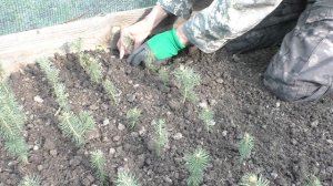 Как рассадить сеянцы ели голубой 3 х летки,для дальнейшего доращивания!