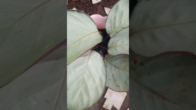 Calathea Manoa Blush | Leaves & Thorns смотреть онлайн