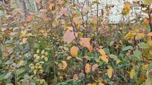 Семенной подвой яблонь.