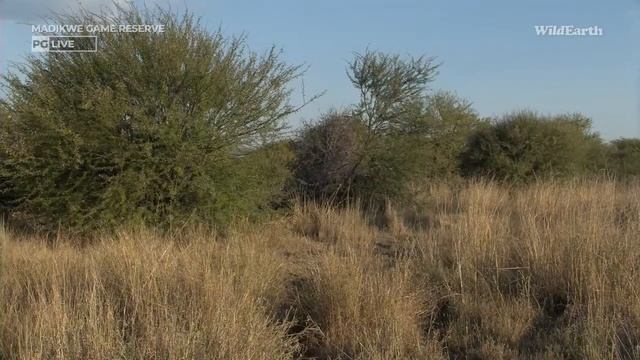 WildEarth - Sunset Safari -10 May 2023 смотреть онлайн