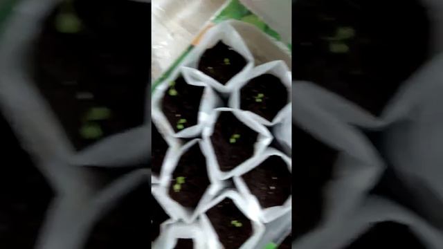 Мои всходы петунии и первая пикировка.