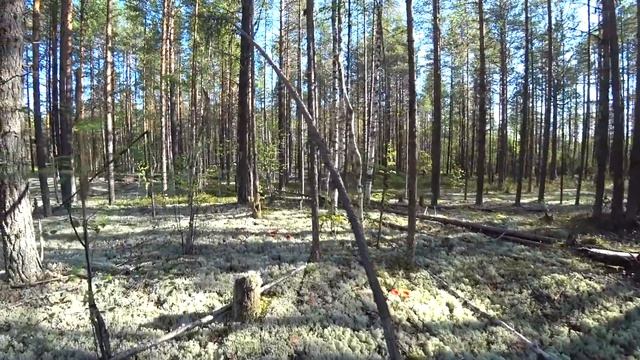 Собираем грибы в сосновом бору. Попали в грибной рай. 1/2 серия. смотреть онлайн