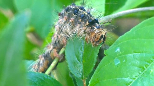 The Caterpillar Eats Leaves, Close-up.