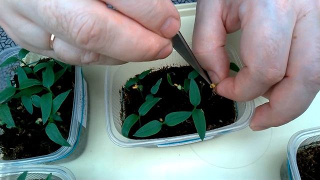 Посевной календарь 14 .Выращиваем вместе с Биотехникой. Рассада баклажана, перца и лука-порея. смотреть онлайн