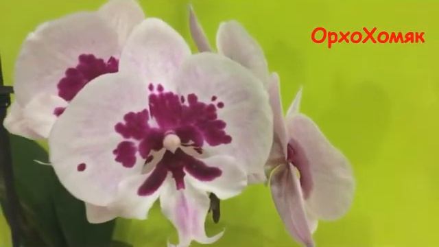 Домашнее цветение орхидеи Биг Лип Аладдин (Phalaenopsis Aladdin)